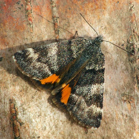 Orange Underwing © 2024 Butterfly Conservation