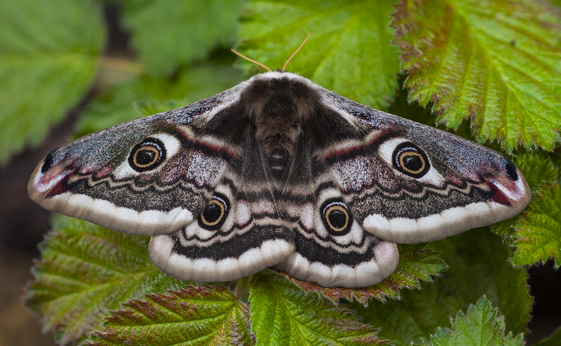 A female emperor moth; one of Warwickshire's most attractive day-flying moth species.