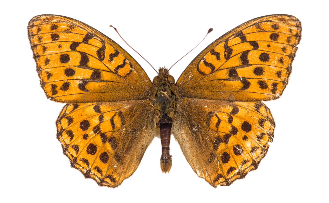 High Brown Fritillary collected by Les Moore at Bubbenhall on 3rd August 1940. Photo © 2017-2022 Steven Cheshire by permission Herbert Art Gallery and Museum, Coventry