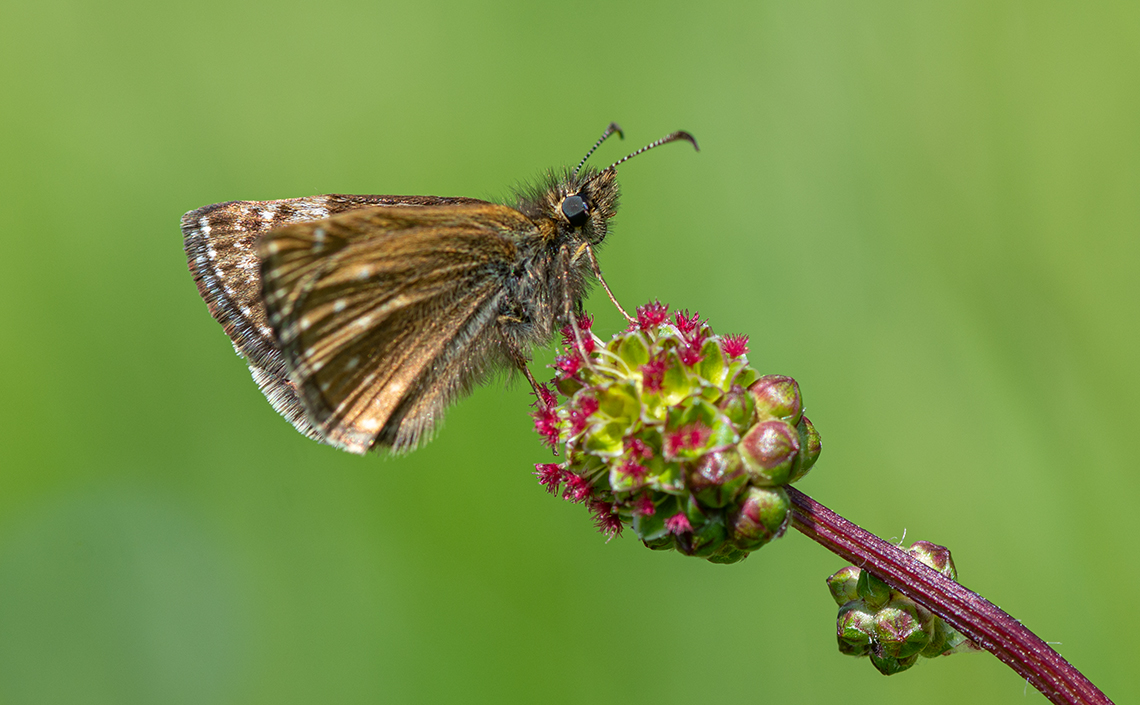 The Dingy Skipper is one of many species set to benefit from the Butterfly Mosaics project, part of Severn Trent's Great Big Nature Boost.