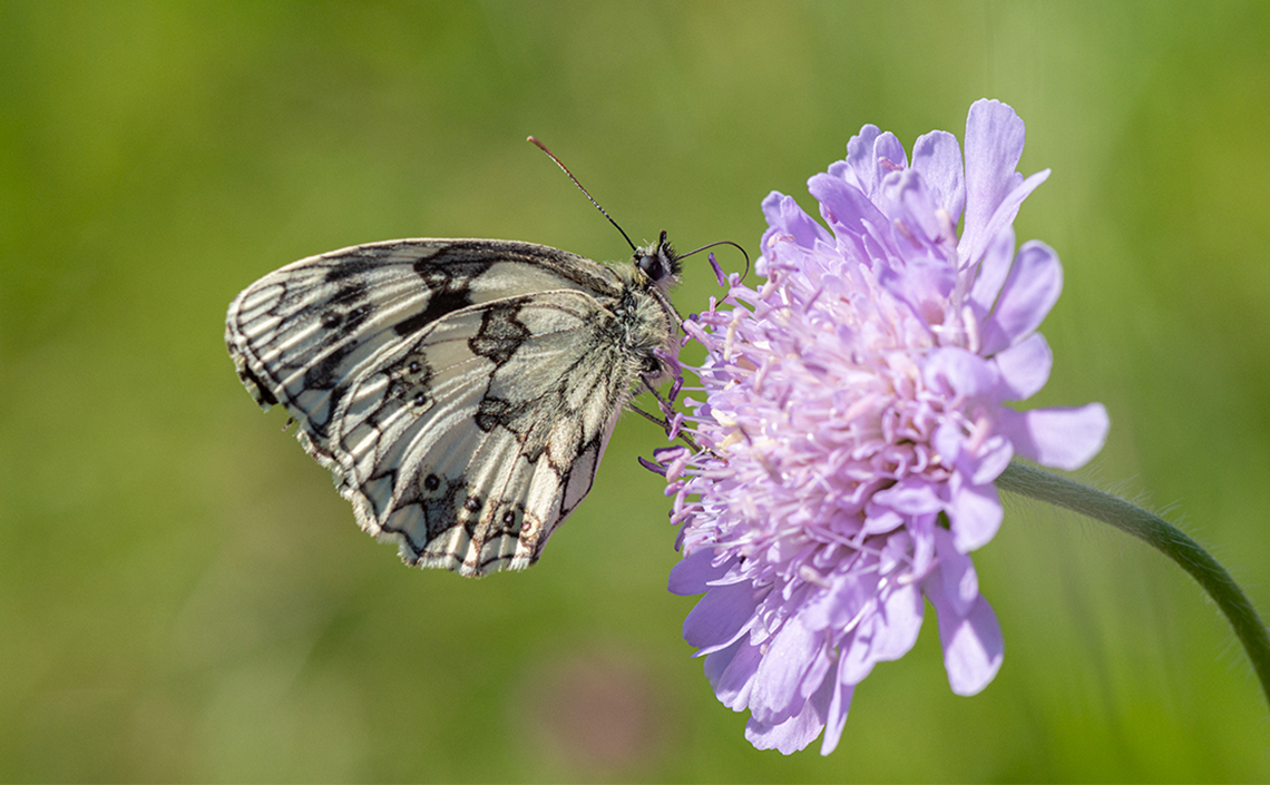 In 2020, the Marbled White had a good year.
