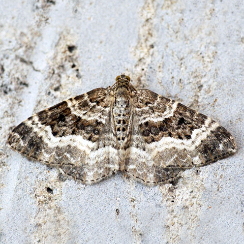 Common Carpet © 2022 Butterfly Conservation
