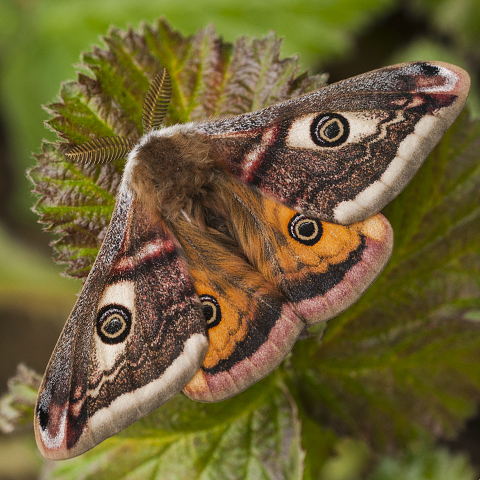 Emperor Moth © 2022 Steven Cheshire