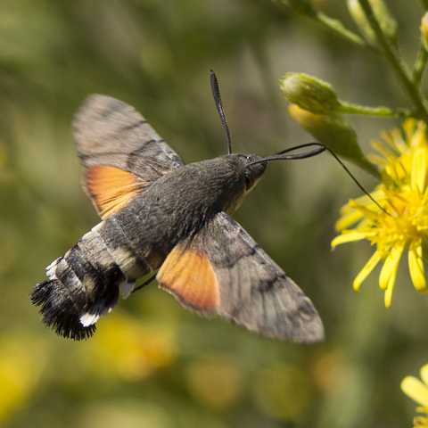 Hummingbird Hawk-moth © 2022 Steven Cheshire