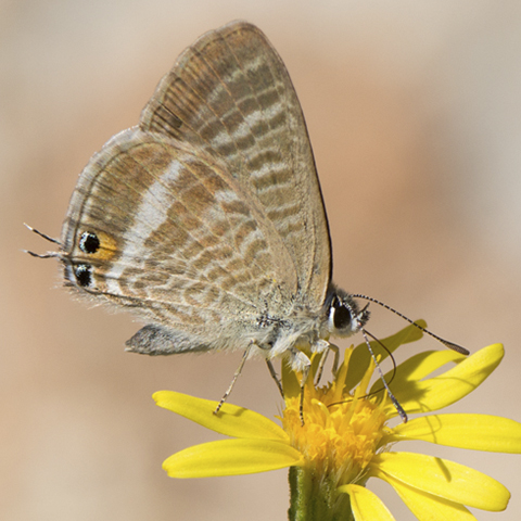 Long-tailed Blue © 2022 Steven Cheshire