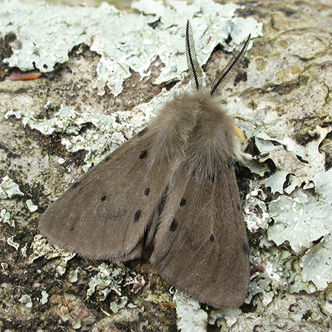 Muslin moth © 2022 Patrick Clement