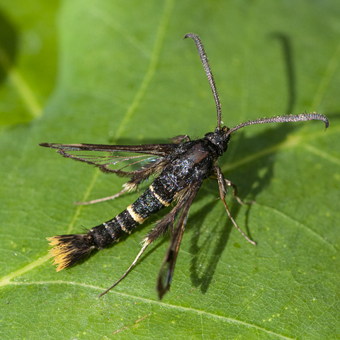Orange-tailed Clearwing © 2022 Steven Cheshire