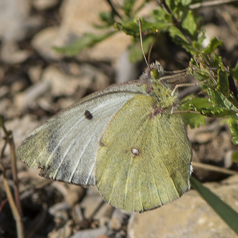 Pale Clouded Yellow © 2022 Steven Cheshire