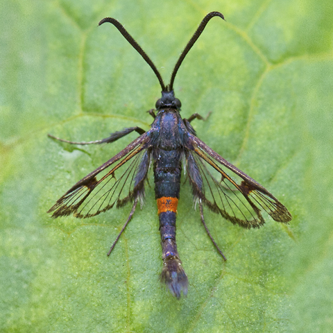 Red-belted Clearwing © 2022 Keith Warmington