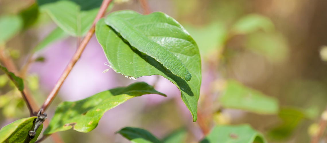 A Brimstone caterpillar resting on a Buckthorn leaf at Alvecote Wood. © 2014 -2022 Steven Cheshire.