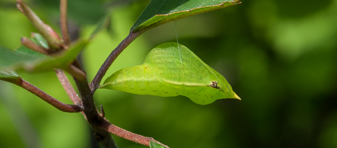 A Brimstone caterpillar resting on a Buckthorn leaf at Alvecote Wood. © 2011 -2022 Steven Cheshire.