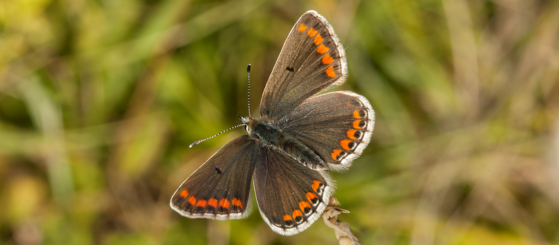 A female Brown Argus at Rodborough Common, Gloucestershire. © 2008 - 2022 Steven Cheshire.