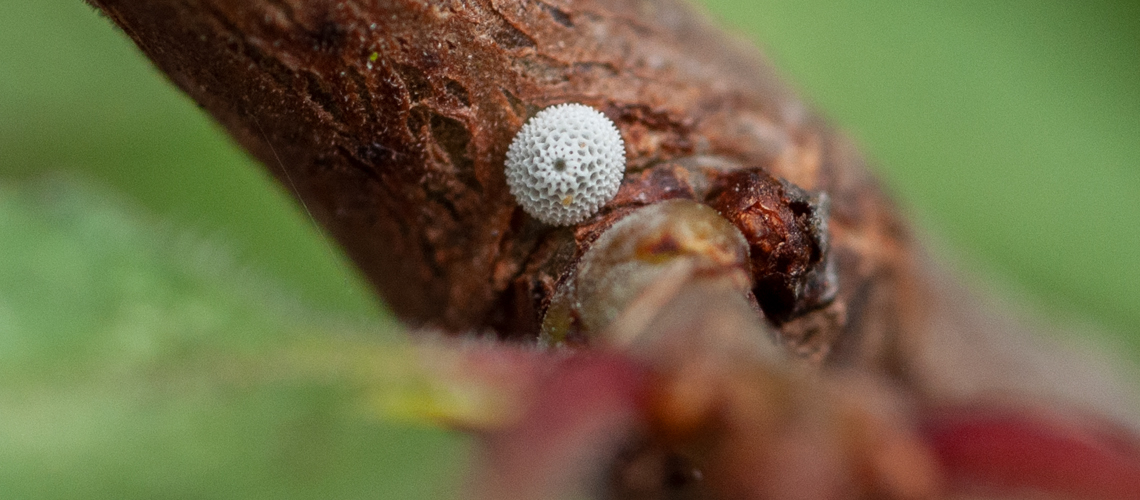 A Brown Hairstreak ova (egg) on Blackthorn (<i>Prunus spinosa</i>). © 2011 - 2022 Steven Cheshire.