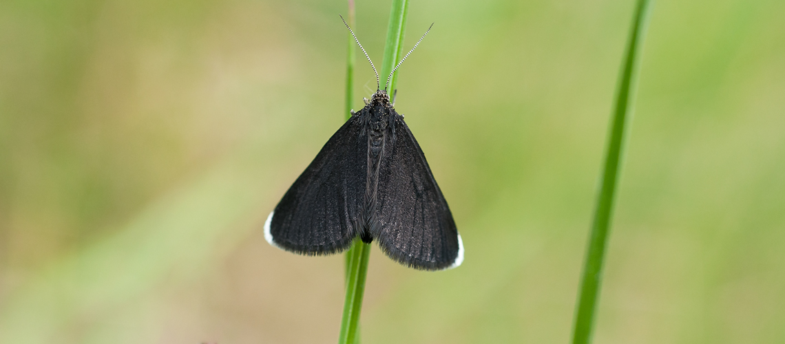 Chimney sweeper at rest at River Meadow, Brandon Marsh. © 2010 - 2024 Steven Cheshire.