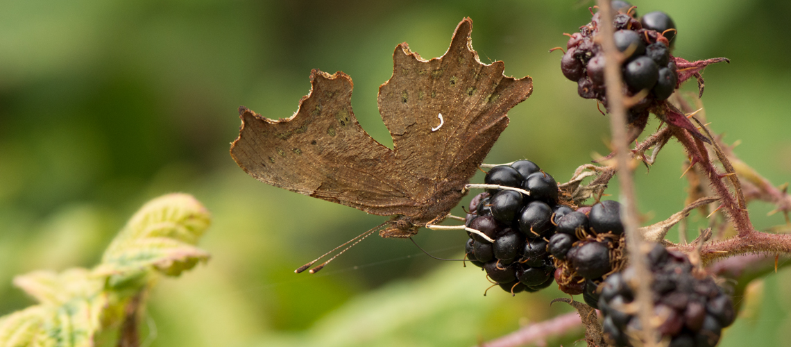 A Comma butterfly feeding on blackberries at Brandon Marsh Nature Reserve. © 2016 - 2022 Steven Cheshire.