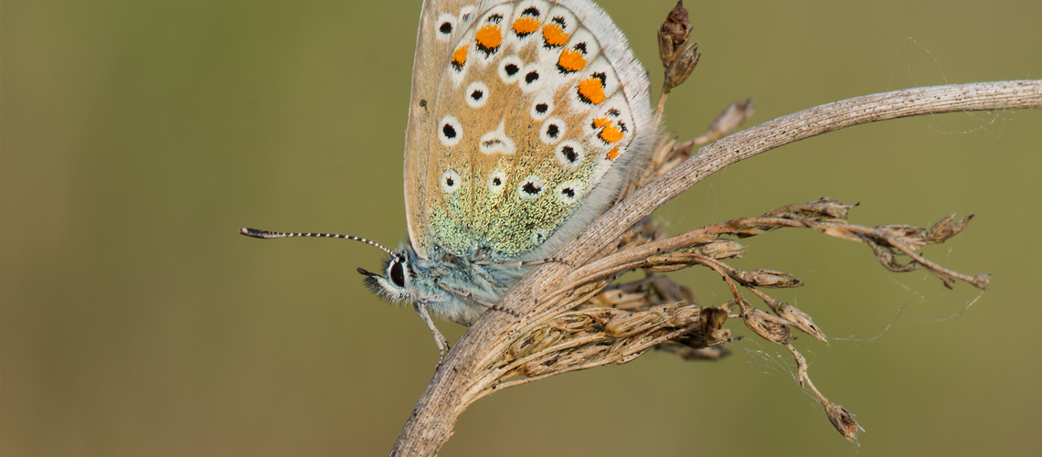 A maleCommon Blue roosting at Brandon Marsh. © 2016 - 2022 Steven Cheshire.
