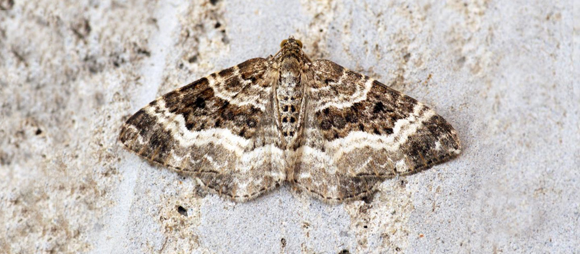 Common Carpet. © 2019 - 2024 Butterfly Conservation.