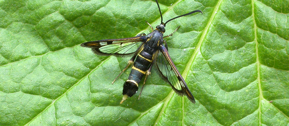 A female Currant Clearwing. © 2019 - 2022 Patrick Clement.