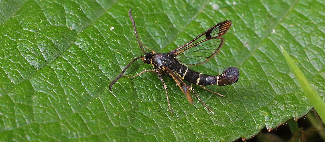 A male Currant Clearwing. © 2019 - 2022 - James Hanlon.