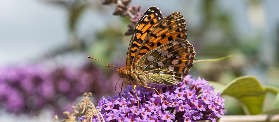A male Dark Green Fritillary feeding on the flowers of a large buddleia at Harbury North. © 2014 - 2022 Steven Cheshire.