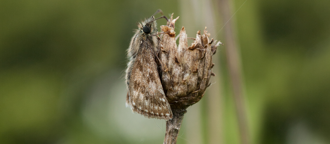 A female Dingy Skipper roosting at RSPB Middleton Lakes. © 2017 - 2022 Steven Cheshire.