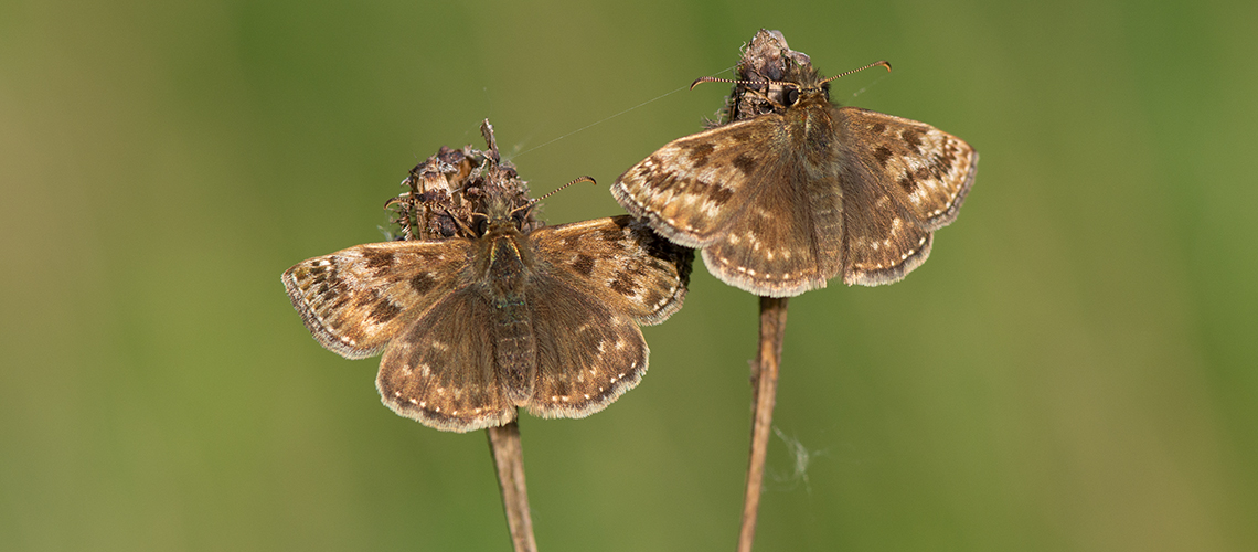Two male Dingy Skipper butterflies basking in the late evening sunshine at Brandon marsh. © 2018 - 2022 Steven Cheshire.
