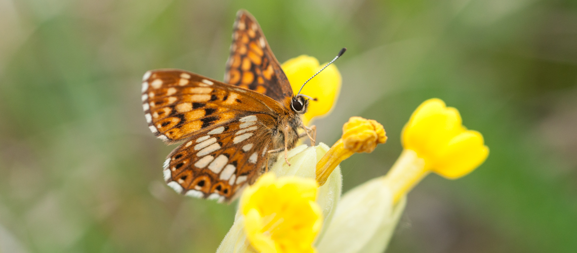 A female Duke of Burgundy resting on the flowers of Cowslip at Tottenhoe, Bedfordshire. © 2010 - 2022 Steven Cheshire.