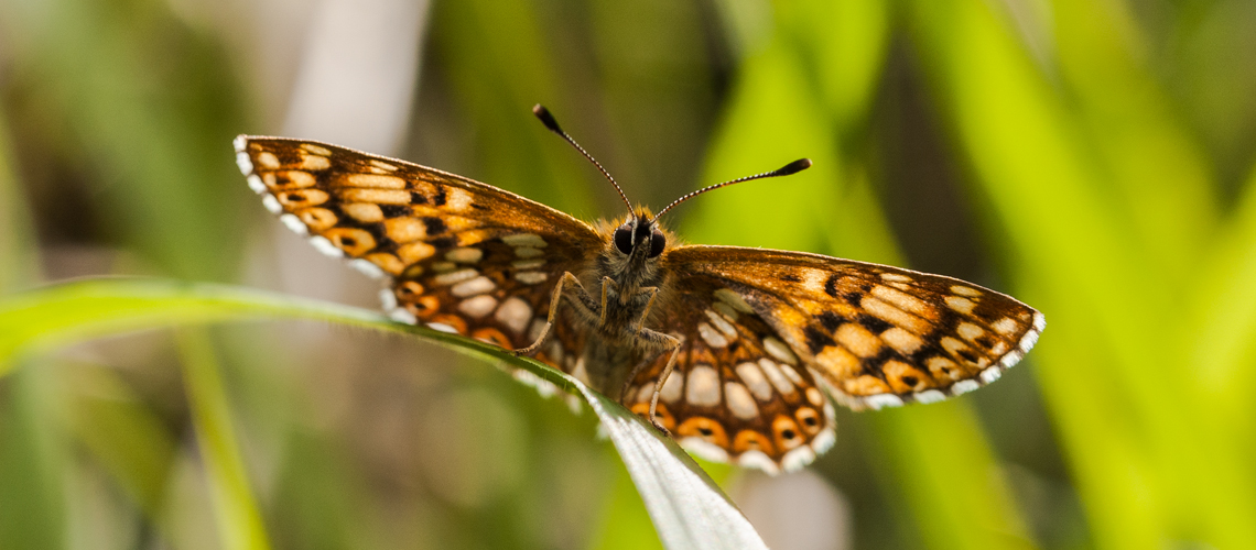 A female Duke of Burgundy basking after a rain shower at Rodborough Common, Gloucestershire. © 2008 - 2022 Steven Cheshire.