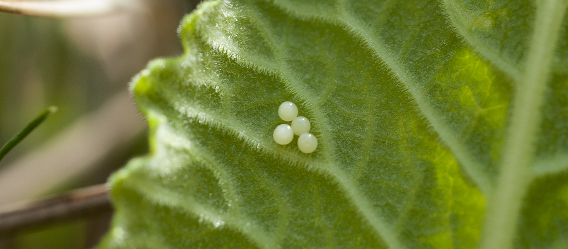 Four Duke of Burgundy eggs on the underside of a Cowslip  leaf at Prestbury Hill, Gloucestershire. © 2008 - 2022 Steven Cheshire.