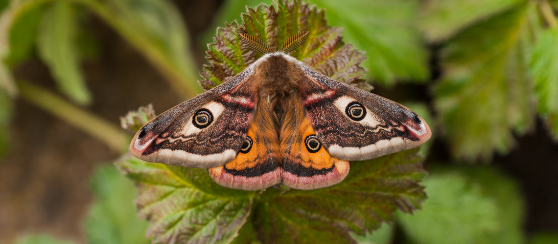 A male Emperor Moth © 2012 - 2024 Steven Cheshire.