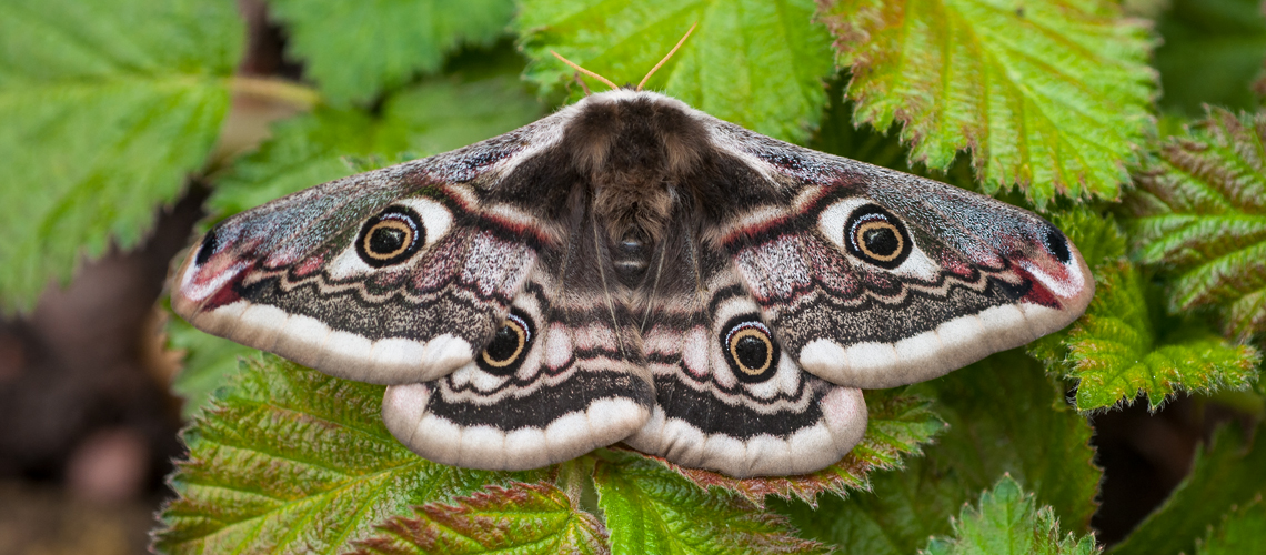 A female Emperor Moth © 2012 - 2024 Steven Cheshire.