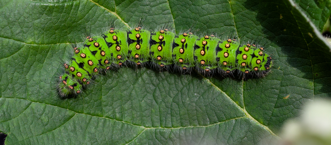 A final (5th) instar larva (caterpillar) of the Emperor Moth © 2011 - 2024 Steven Cheshire.