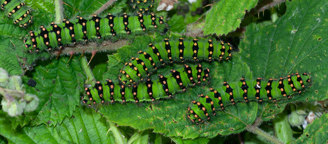 Captive reared final (5th) instar larvae (caterpillars) of the Emperor Moth © 2011 - 2024 Steven Cheshire.