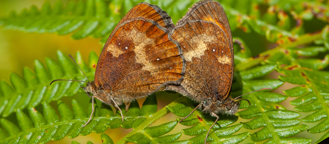 A mating pair of Gatekeeper butterflies (female on the left, male on the right). Ryton Wood, near Coventry. © Steven Cheshire 2007 - 2022.