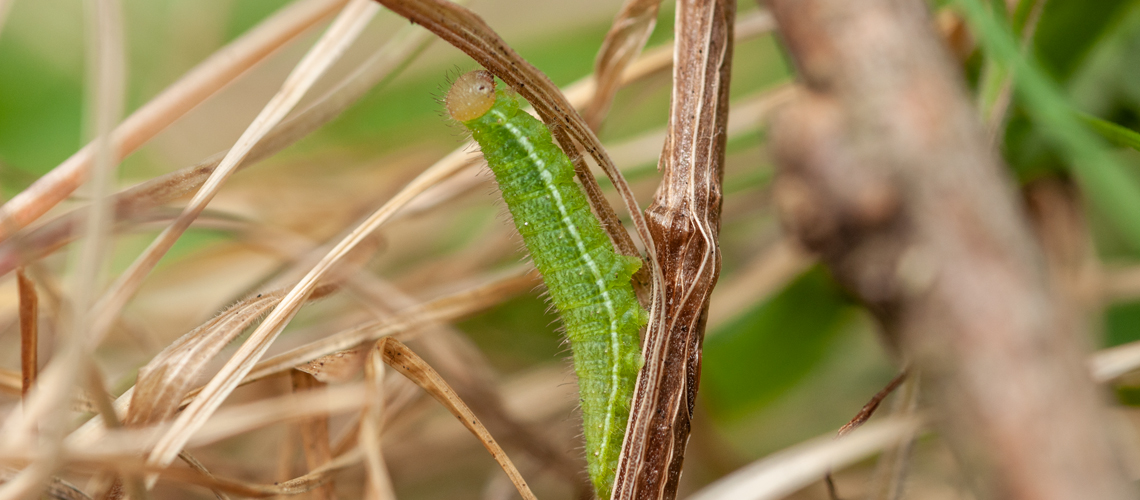 The green form of the larva (caterpillar) of the Gatekeeper butterfly. © 2011 - 2022 Steven Cheshire.