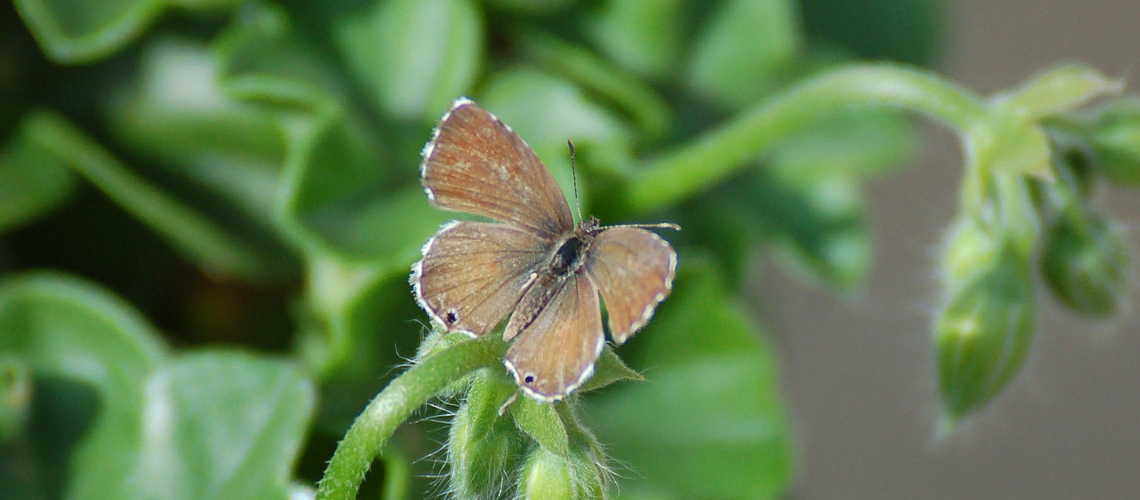 The first recorded Geranium Bronze butterfly in Warwickshire. © 2006 - 2022 John Carter.