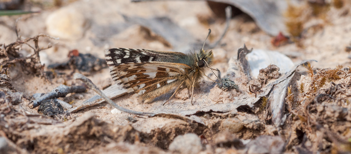 Grizzled Skipper resting at Snitterfield Bushes SSSI. © 2014 - 2022 Steven Cheshire.