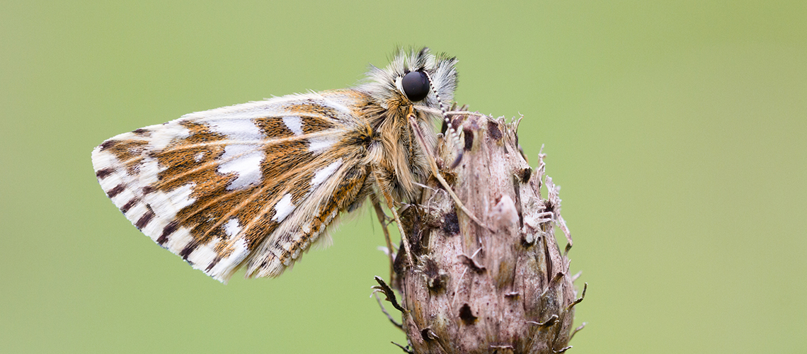 Grizzled Skipper roosting on a seedhead of Common Knapweed. © 2022 Gillian Thompson.