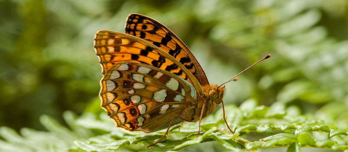 High Brown Fritillary at Heddons Mouth, Exmoor © 2022 Steven Cheshire.