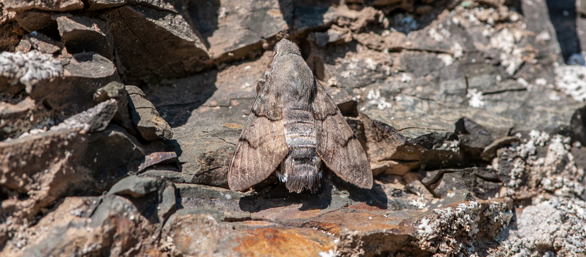 Hummingbird hawk-moth resting on rocks at Tudes, Picos de Europa, Northern Spain. © 2009 - 2024 Steven Cheshire.