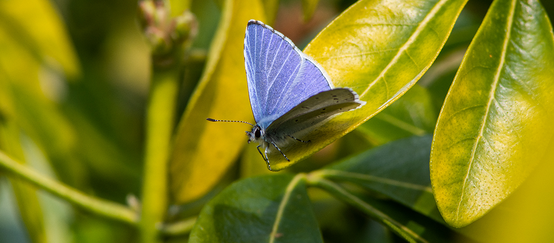 A spring brood male Holly Blue. © 2019 - 2022 Steven Cheshire.