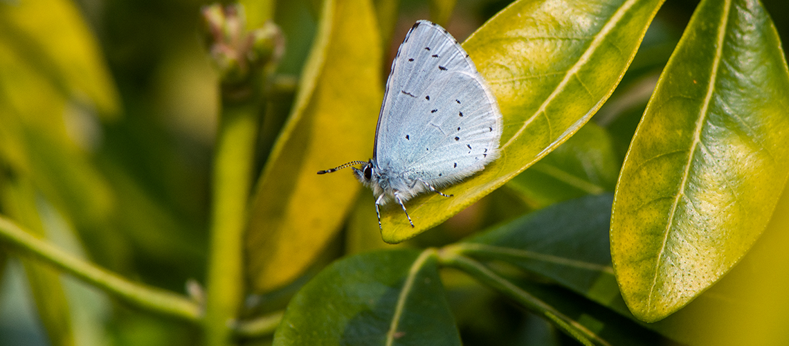 Underside of a spring brood male Holly Blue. © 2019 - 2022 Steven Cheshire.