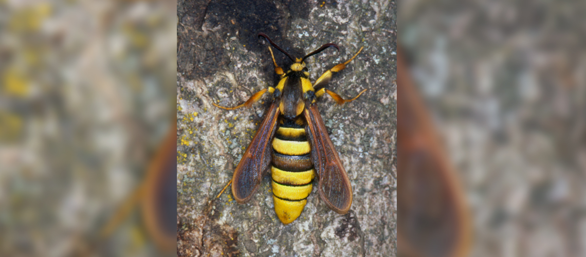 A female hornet. © 2024 David Brown.