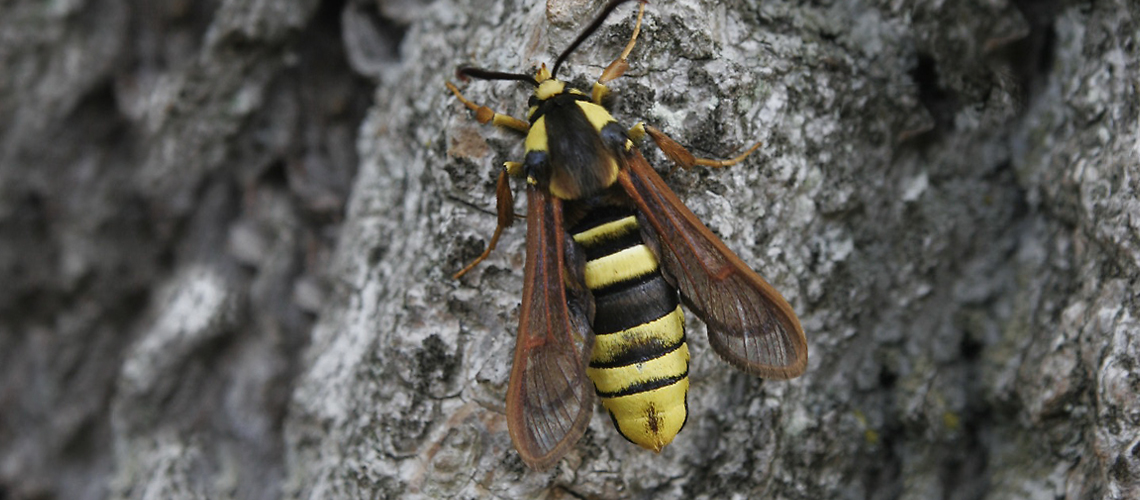 A female Hornet Moth at Halford. © 2011 - 2022 Phill Clayton.
