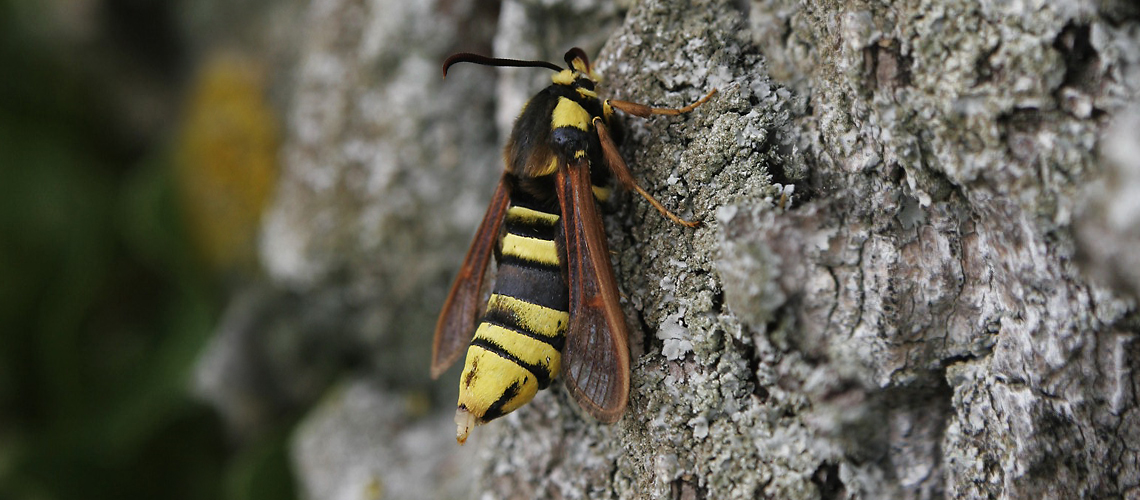 A female Hornet Moth at Halford. © 2011 - 2024 Phill Clayton.