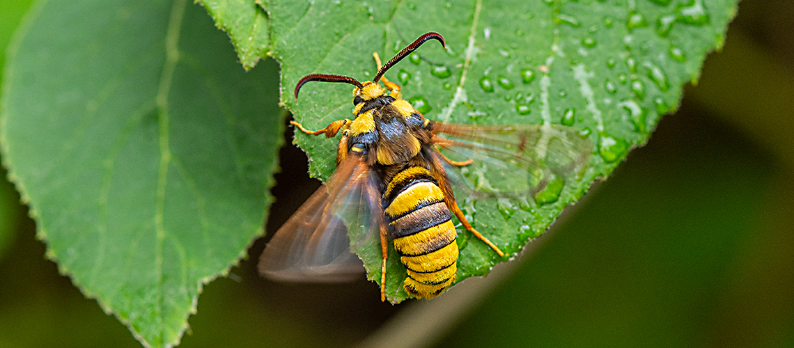 A male Hornet Moth at Snitterfield Bushes SSSI. © 2020 - 2022 Steven Cheshire.
