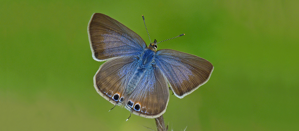 Long-tailed Blue. © 2019 - 2022 Neil Hulme (Butterfly Conservation).
