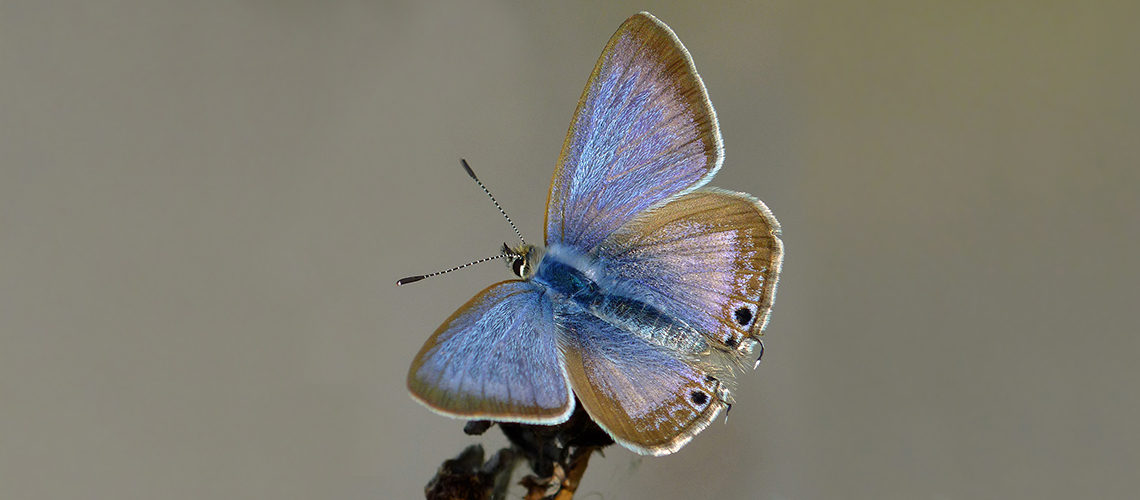 Long-tailed Blue. © 2019 - 2022 Neil Hulme (Butterfly Conservation).