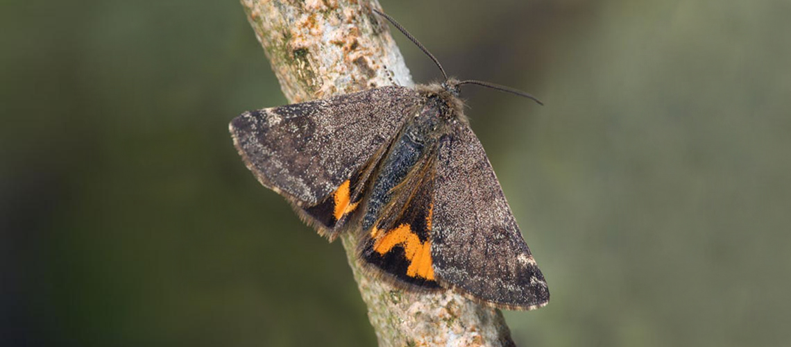 Light Orange Underwing. © 2019 - 2024 Butterfly Conservation.