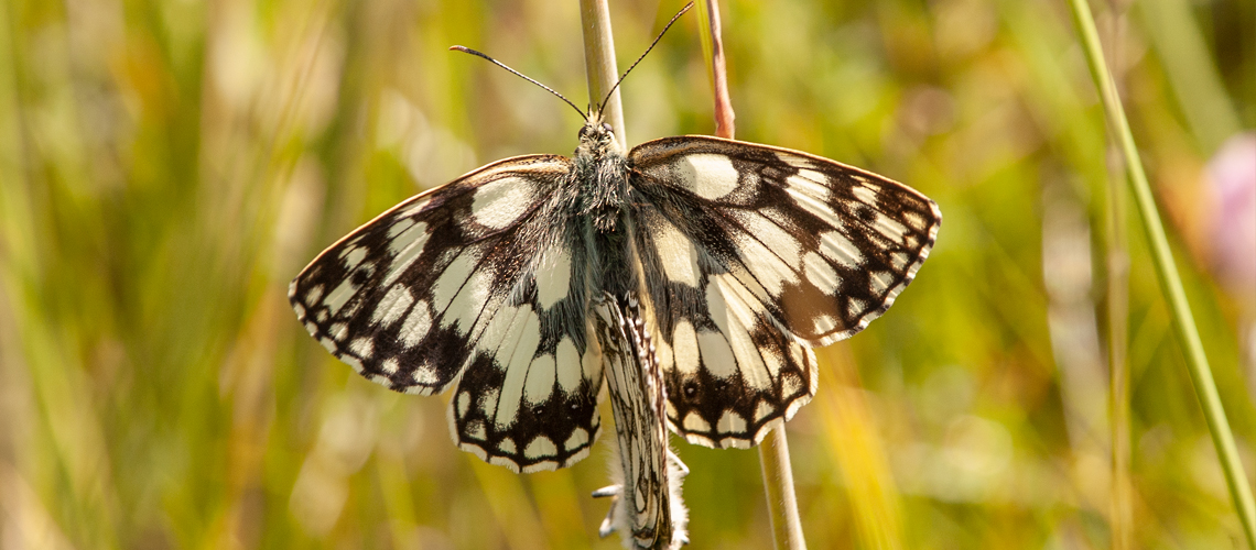A mating pair of Marbled White butterflies. © Steven Cheshire - 2022.